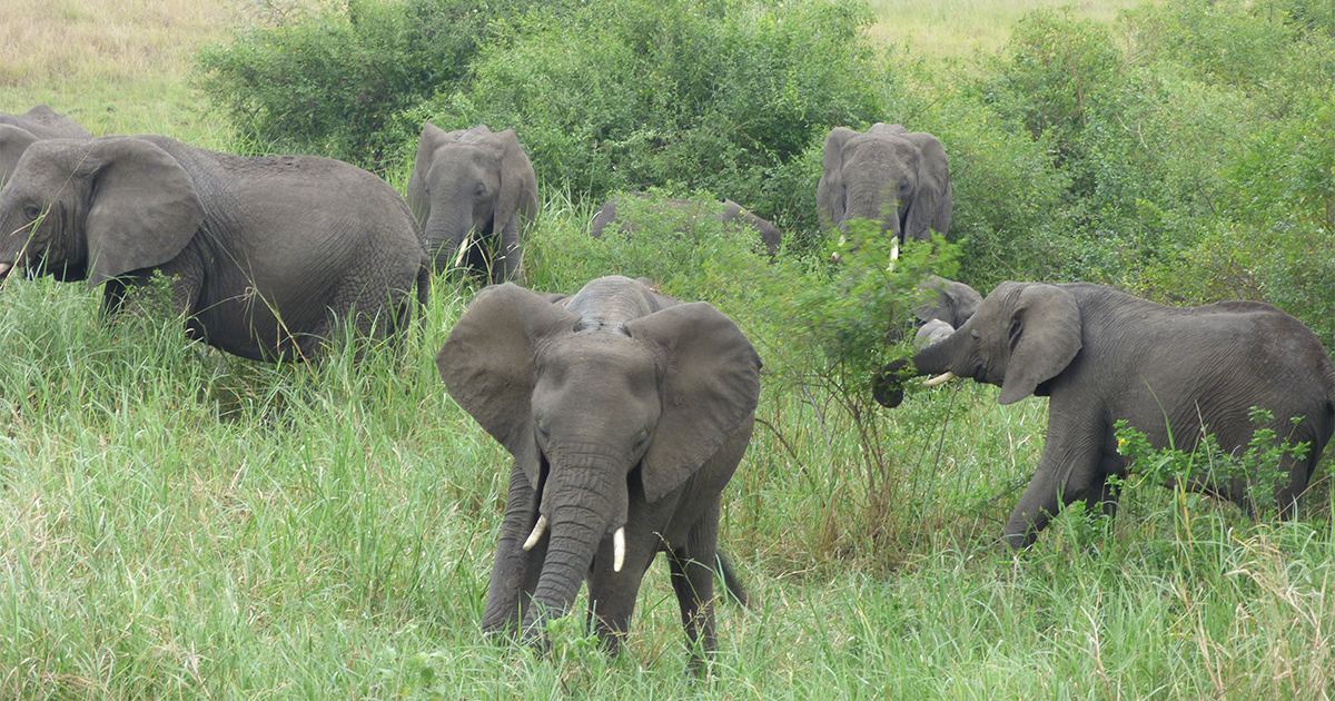 3 days Savannah wildlife Safari » Queen Elizabeth National Park