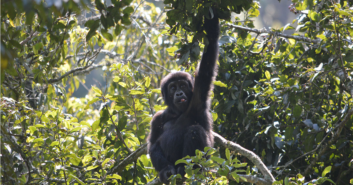 Bwindi forest